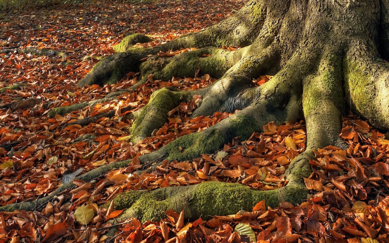 Baum mit Wurzeln